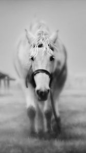 Preview wallpaper horses, grass, face, black and white