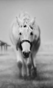 Preview wallpaper horses, grass, face, black and white