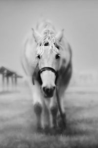 Preview wallpaper horses, grass, face, black and white