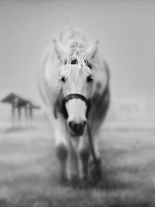 Preview wallpaper horses, grass, face, black and white