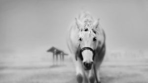 Preview wallpaper horses, grass, face, black and white
