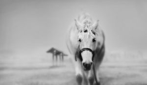 Preview wallpaper horses, grass, face, black and white