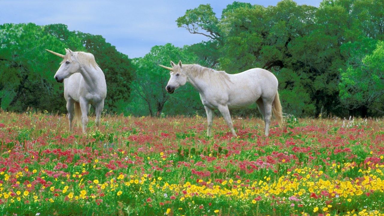 Wallpaper horses, grass, field, flowers