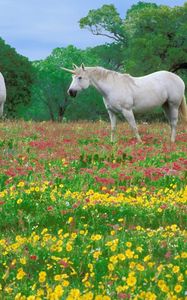 Preview wallpaper horses, grass, field, flowers