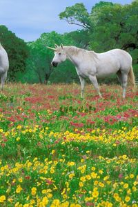 Preview wallpaper horses, grass, field, flowers