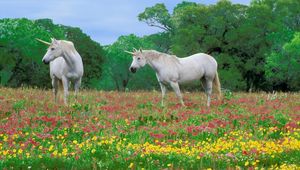 Preview wallpaper horses, grass, field, flowers