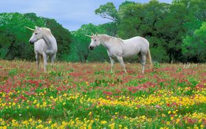 Preview wallpaper horses, grass, field, flowers