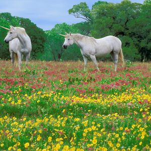 Preview wallpaper horses, grass, field, flowers