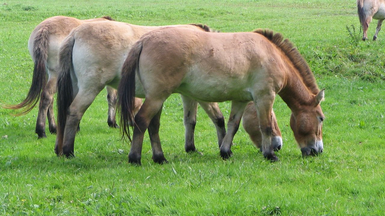 Wallpaper horses, grass, food