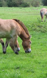 Preview wallpaper horses, grass, food
