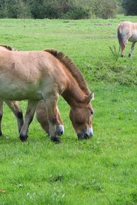 Preview wallpaper horses, grass, food