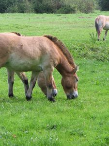 Preview wallpaper horses, grass, food