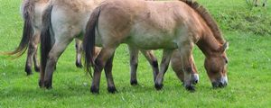 Preview wallpaper horses, grass, food