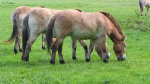 Preview wallpaper horses, grass, food