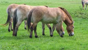 Preview wallpaper horses, grass, food