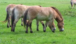 Preview wallpaper horses, grass, food