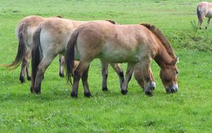 Preview wallpaper horses, grass, food