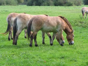 Preview wallpaper horses, grass, food