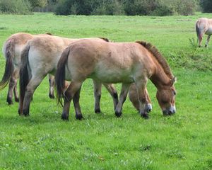 Preview wallpaper horses, grass, food