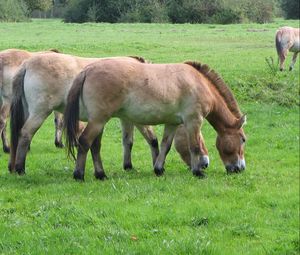 Preview wallpaper horses, grass, food