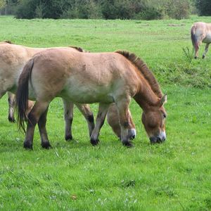 Preview wallpaper horses, grass, food