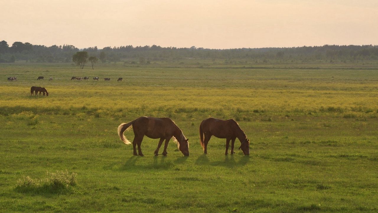 Wallpaper horses, grass, sky