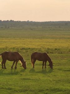 Preview wallpaper horses, grass, sky