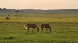 Preview wallpaper horses, grass, sky
