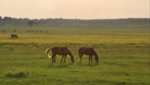 Preview wallpaper horses, grass, sky