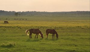 Preview wallpaper horses, grass, sky