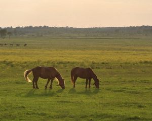 Preview wallpaper horses, grass, sky