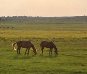 Preview wallpaper horses, grass, sky