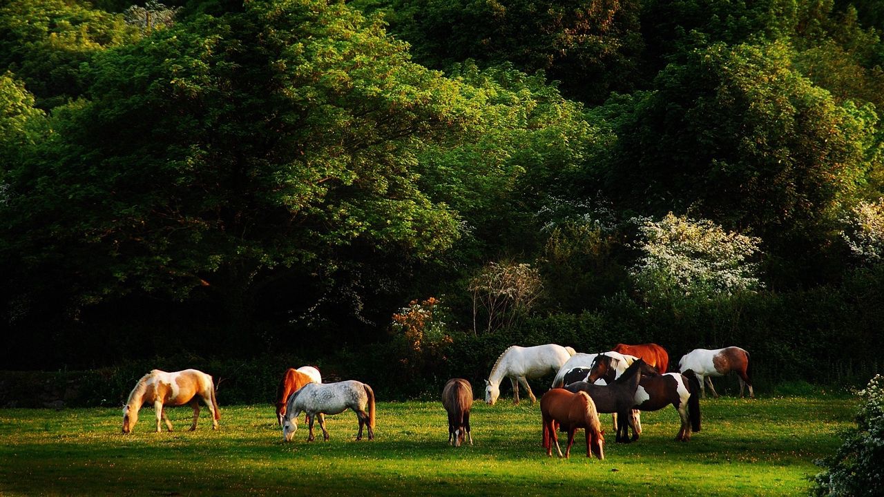 Wallpaper horses, grass, trees, walk, herd