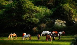 Preview wallpaper horses, grass, trees, walk, herd