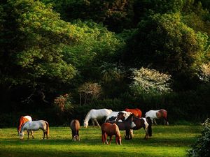 Preview wallpaper horses, grass, trees, walk, herd
