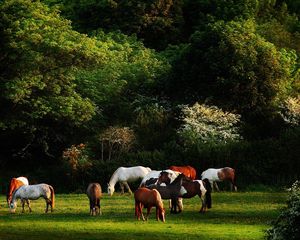 Preview wallpaper horses, grass, trees, walk, herd