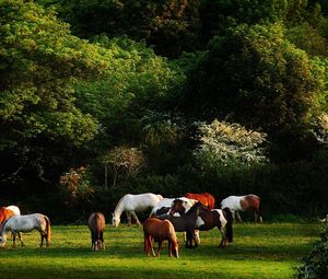 Preview wallpaper horses, grass, trees, walk, herd