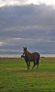 Preview wallpaper horses, grass, walking, grazing, sky