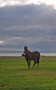 Preview wallpaper horses, grass, walking, grazing, sky