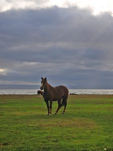 Preview wallpaper horses, grass, walking, grazing, sky