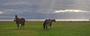 Preview wallpaper horses, grass, walking, grazing, sky