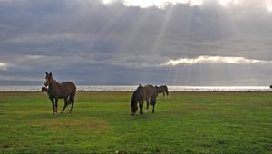 Preview wallpaper horses, grass, walking, grazing, sky