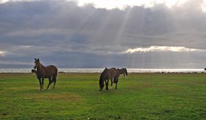 Preview wallpaper horses, grass, walking, grazing, sky