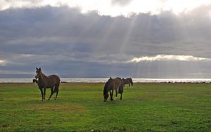 Preview wallpaper horses, grass, walking, grazing, sky