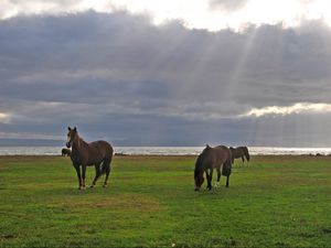 Preview wallpaper horses, grass, walking, grazing, sky