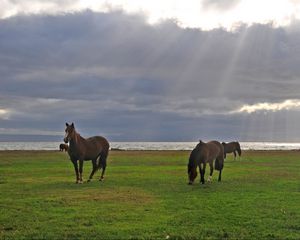 Preview wallpaper horses, grass, walking, grazing, sky