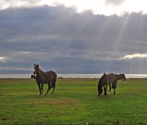 Preview wallpaper horses, grass, walking, grazing, sky