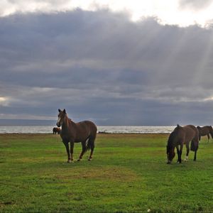 Preview wallpaper horses, grass, walking, grazing, sky