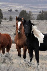 Preview wallpaper horses, herd, animals, nature, field, trees, sky