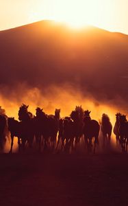 Preview wallpaper horses, herd, dust, sunset, dark